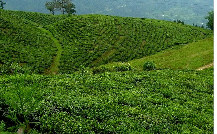 green field increase Good News: बरसों बाद अजमेर को मिली ये खुशखबरी, अब नजर आएगा शहर सुंदर और स्मार्ट