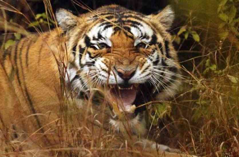 In Madhya Pradesh Now here Death of tigress मध्यप्रदेश में अब यहां हुई बाघिन की मौत