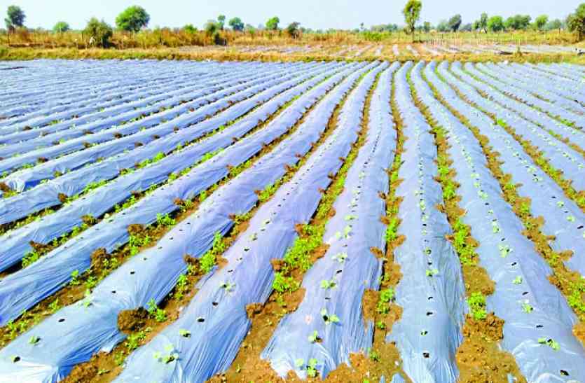CG news कम लागत में एेसे शुरू करें खेती, आप कमाएंगे लाखों