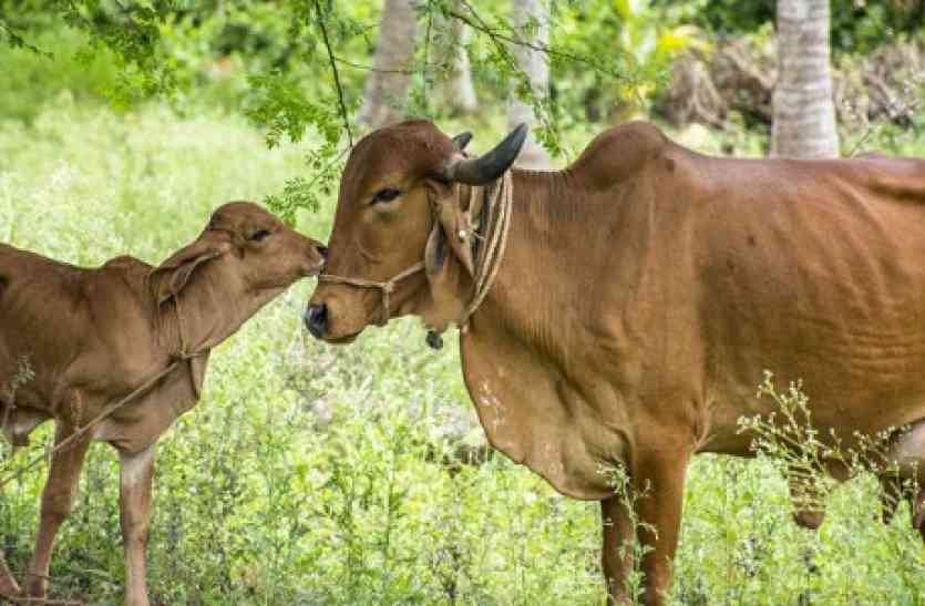 cow and calf बछड़े को बचाने के लिए गाय ने मांगी लोगों से मदद, मां की ममता का ये वीडियो वायरल