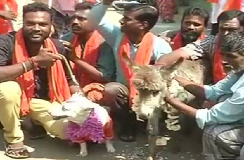 donkey and dog marriage गजब ! यहां वेलेंटाइन डे के विरोध में कराई गधे-कुत्ते की शादी