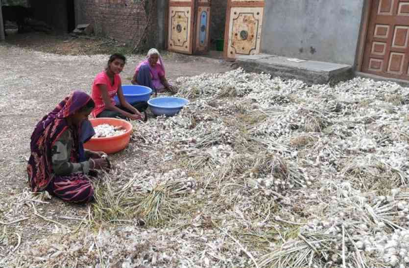 patrika इस फसल को किसानों ने बो तो दिया लेकिन अब रोने को हो रहे मजबूर