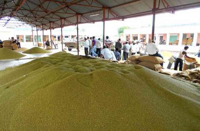 Mung daal मूंग पैटर्न बिगाड़ेगा 'मूड' किसान होंगे परेशान