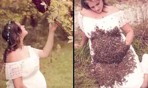 Bizarre News,bizarre world news,bizarre talent,Bees attack,bees,bizarre incident,bizarre behavior,maternity photoshoot,