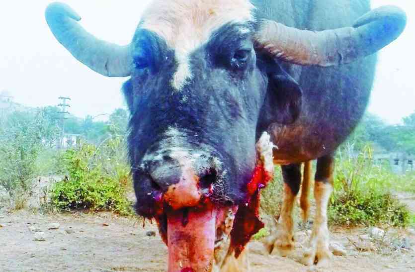 सवाईमाधोपुर पोटाश का गोला फटने से घायल भैंस। पोटाश का गोला फटने से भैंस की मौत,शेरपुर गांव की घटना