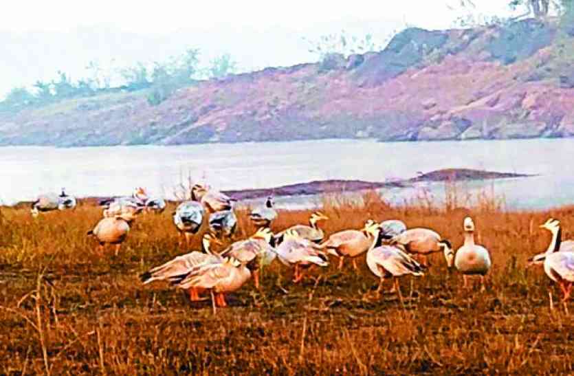 Foreign Birds Coming To madhya pradesh india सतपुड़ा की वादियों में मिले सैकड़ों देशी-विदेशी पक्षी