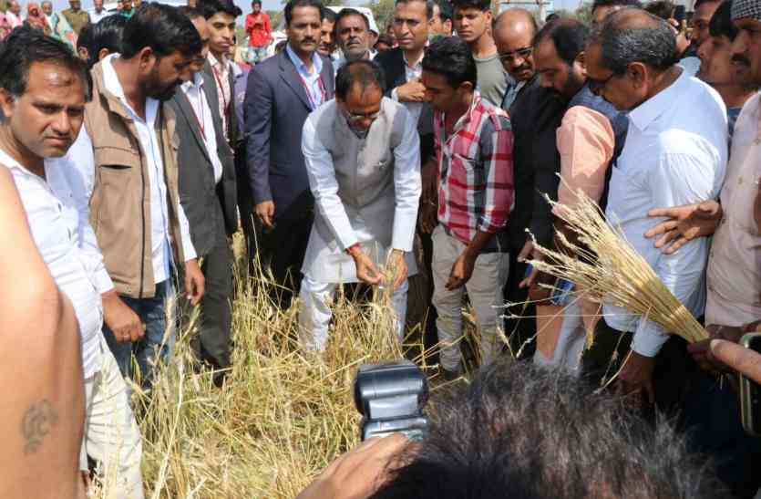 cm crops खेत में बर्बाद फसल देख कराह उठा अन्नदाता