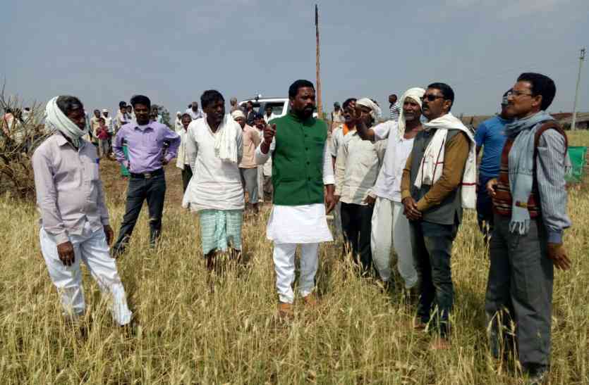 Crops are then ruined by hail, now compensation costs फसलें तो ओलों से बर्बाद, अब मुआवजे की आस