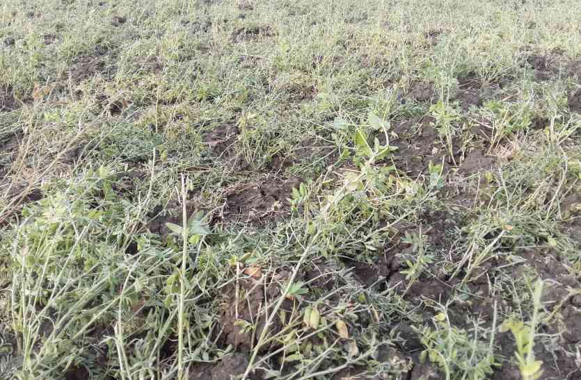 crops ओला-पानी से हुए नुकसान जांचने के लिए फसल सूखने का इंतजार