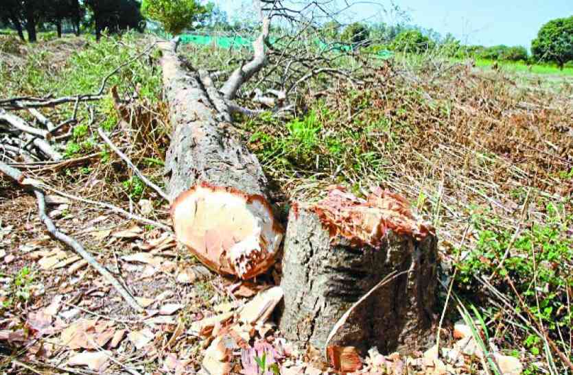 Tree cutting in horticulture department उद्यानिकी विभाग में ही फलदार वृक्षों का हो रहा यह हश्र, जिम्मेदारों को चिंता ही नहीं