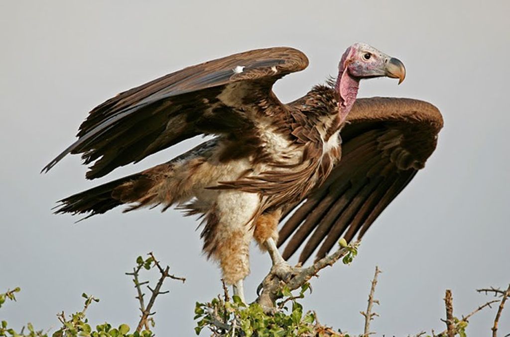 vulture-01.jpg