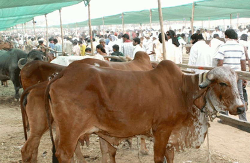 chhindwara लगातार टल रही पशु संगणना की तारीख