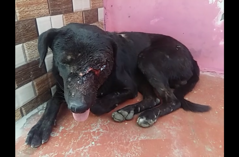 Dog योगी राज में अब कुत्ते के कातिल की तलाश में जुटी यूपी पुलिस