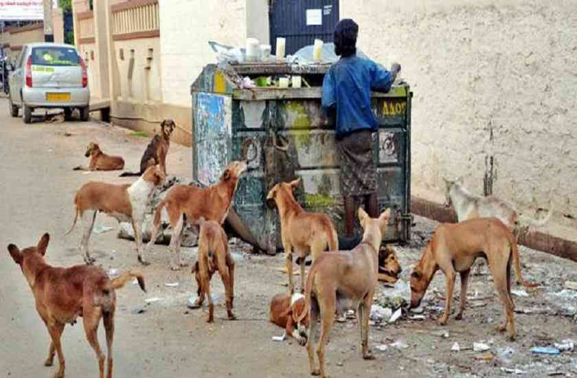 Stray dog