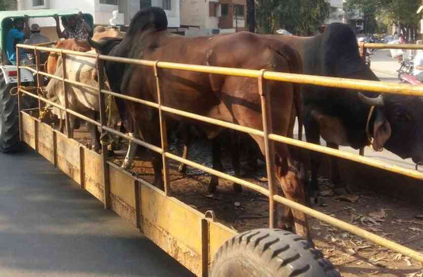 patrika बैलों की लड़ाई में वृद्धा की मौत के बाद नपा आई हरकत में