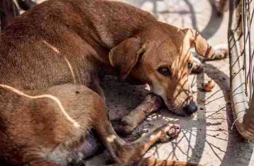 Stray dog घायल कुत्तों को बचाने में अहम भूमिका निभाएगा ये मोबाइल ऐप, आज ही करें डाउनलोड
