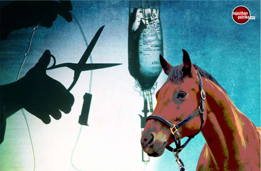 Take your medical checkup before sitting on the mare घोड़ी पर बैठने से पहले करा लें उसका मेडिकल चैकअप