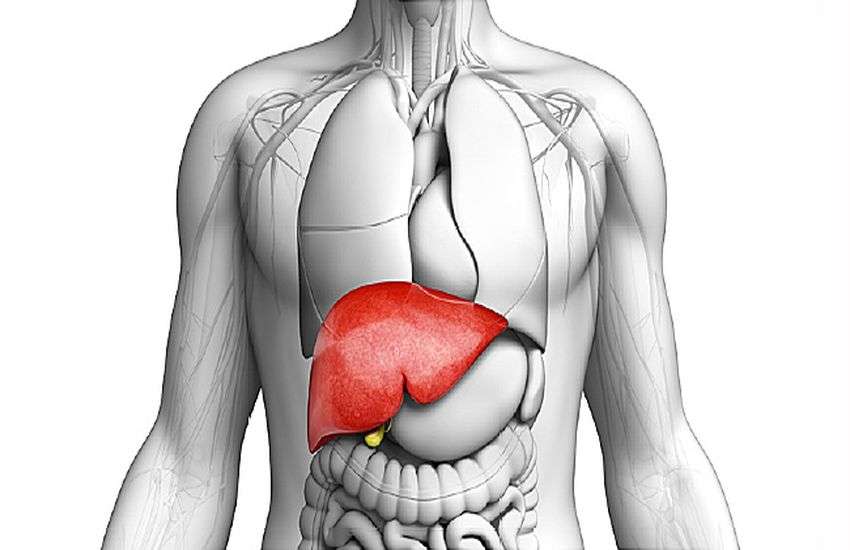 liver