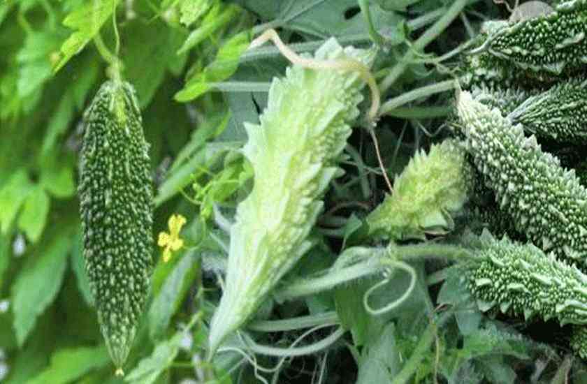 Bitter Gourd Keeps Digestive System In Good Condition ...