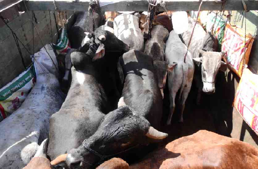Police personnel delayed by cowboy cow slaughter देर रात गोवंश से भरे ट्रक के पीछे भागते रहे गो रक्षा दल के कार्यकर्ता, पुलिस ने की देरी