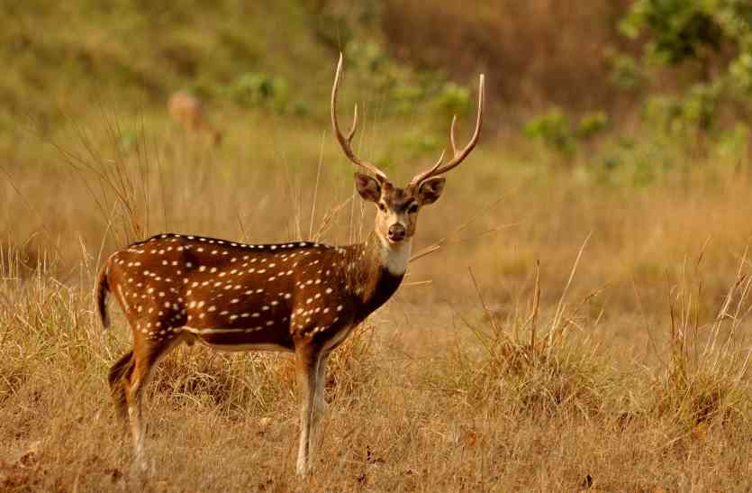 Now death of a chital, some limbs disappear अब एक चीतल की मौत, कुछ अंग गायब