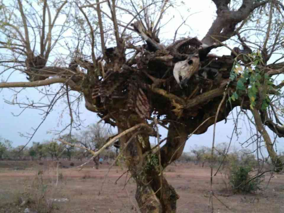 दो दिन बाद मंगलवार की स्थिति जिसमें मामला उजागर होने के बाद पेड़ों से कंकाल हटा दिए गए हैं