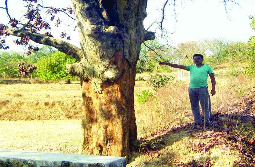 Crime छिलका उतार कर पेड़ों को सूखा रहे हैं तस्कर, सूखने के बाद खुलेआम कर रहे लकड़ी की तस्करी
