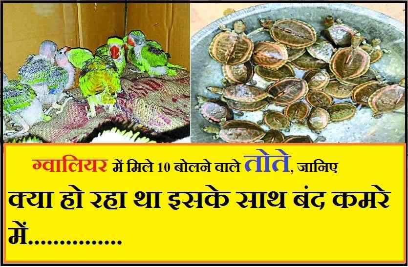 Gregorian parrot ग्वालियर में मिले 10 बोलने वाले तोते, जानिए क्या हो रहा था इसके साथ बंद कमरे में