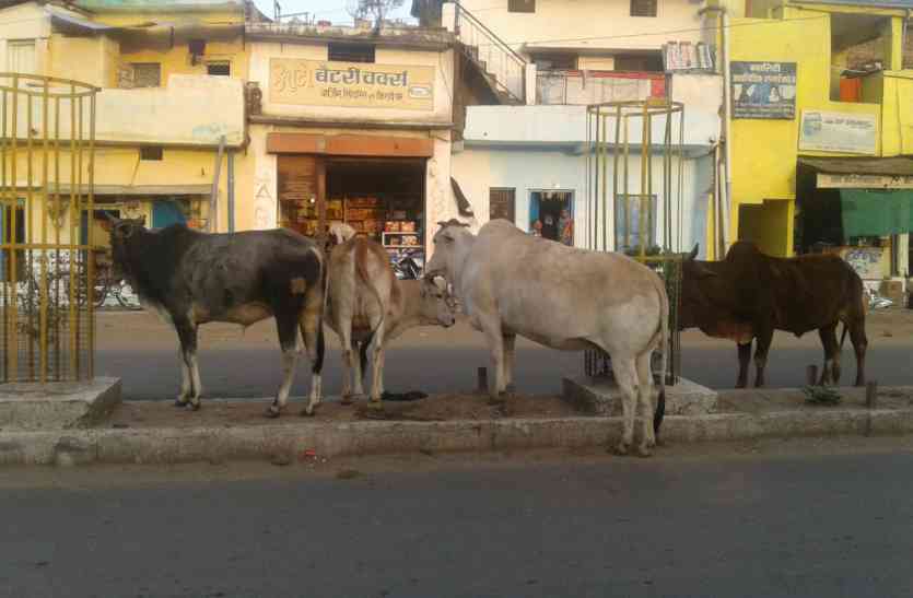 On the road is their fun रोड़ पर होती है इनकी मौज