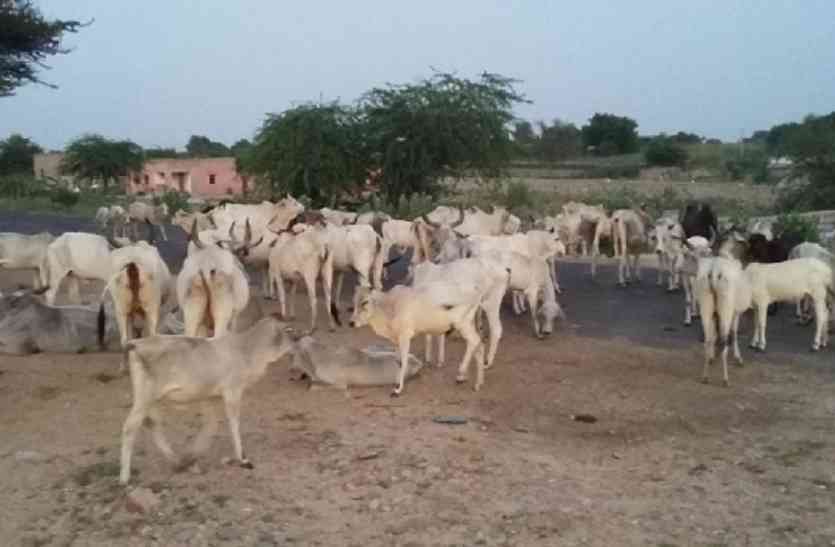 Encroachment गोचर भूमि पर अतिक्रमण, कार्रवाई में हो रही ढिलाई