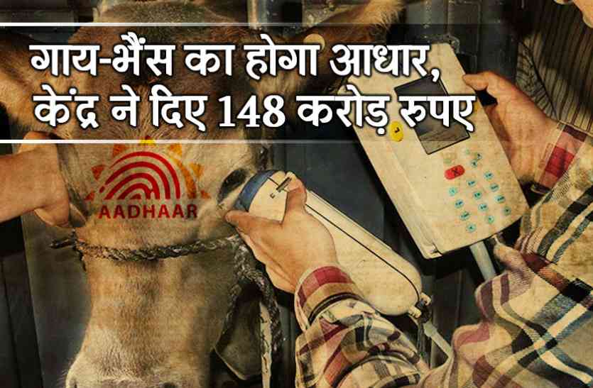 Buffalo and Cow Adhar Card गाय-भैंस का भी होगा आधार कार्ड! केंद्र ने दिए 148 करोड़ रुपए