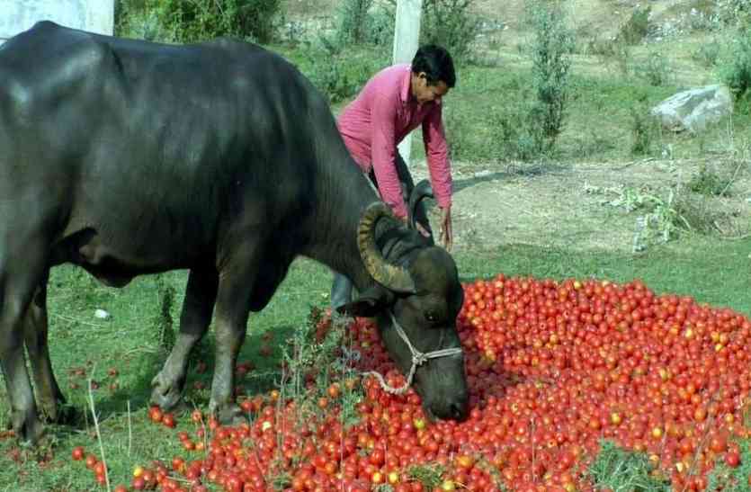 Feed the tomatoes to the animals टमाटर रास्ते पर फेंके, पशुओं को खिलाए