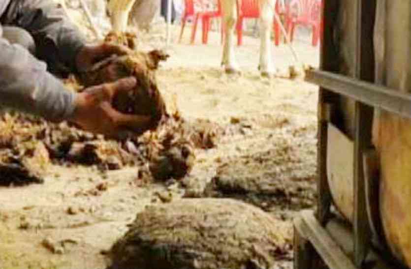 गाय का गोबर गाय के गोबर को लेकर दो पक्षों में मारपीट, व्यक्ति की हत्या