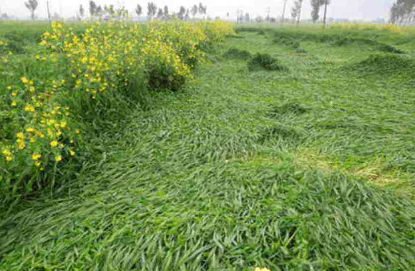 patwar प्रशिक्षु पटवारियों ने कुशलता से निपटाई गिरदावरी