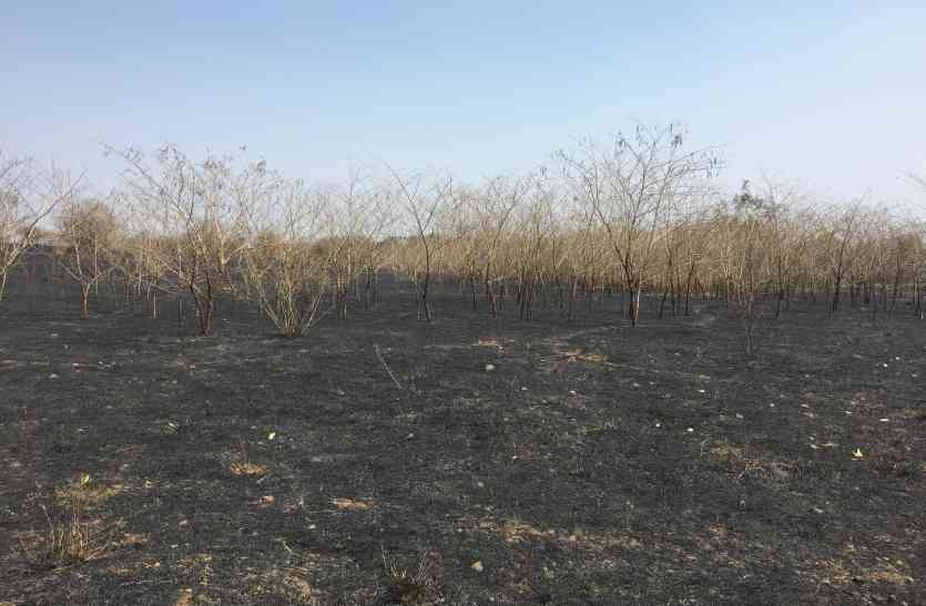 indore super corridor jungle रेंजर को पता ही नहीं उनके क्षेत्र में लगी थी आग