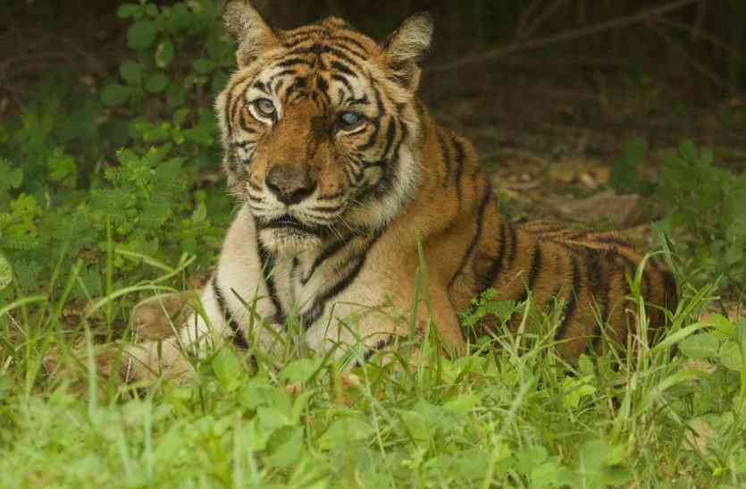 tiger Machli आज देखिए रणथम्भौर के टाइगर्स की दादी की कहानी, शाम को दिखाई जाएगी मछली