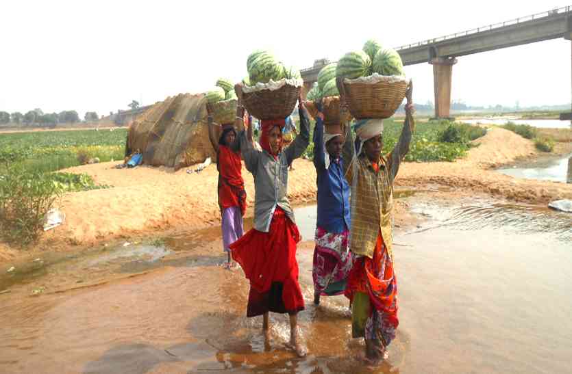 CG news महानदी के तरबूजों की महाराष्ट्र समेत इन राज्यों में बढ़ी डिमांड, लेकिन किसान नहीं व्यापारी हो रहे मालामाल