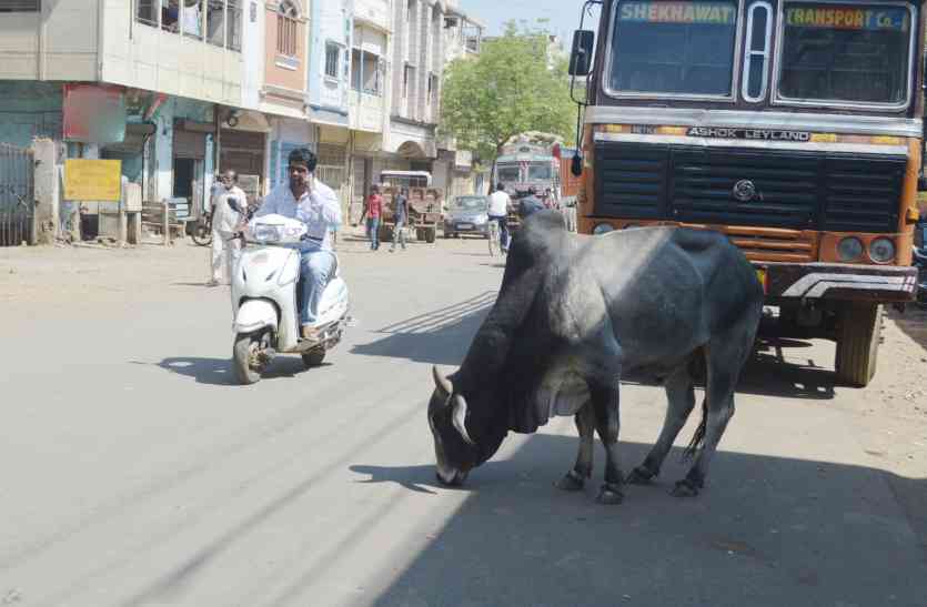 patrika ऐसा शहर जहां अधिकारी सांड दिखने पर कहते हैं गाय होगी