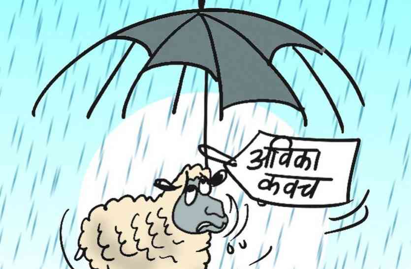 sirohi पशुपालन विभाग: अविका को नहीं मिला कवच