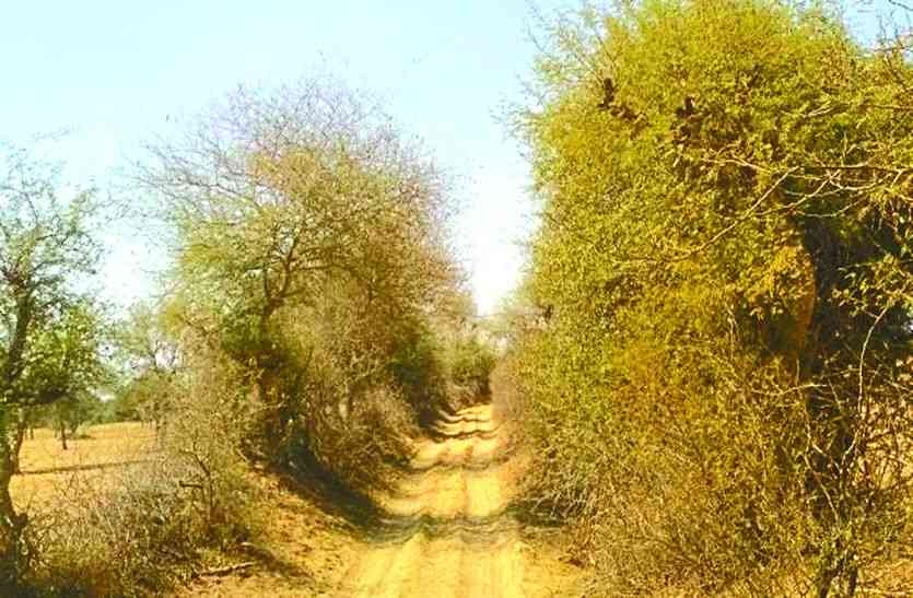 Encroachment सीकर में अतिक्रमण नहीं हटा पाया प्रशासन,सरकार तक पहुंचाई शिकायत, सचिव के आदेश भी हवा