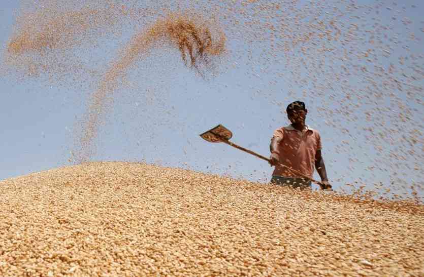 Wheat अब गेहूं की कीमते छूएंगी आसमान, लोगों को करना पड़ सकता है मुश्किल का सामना!