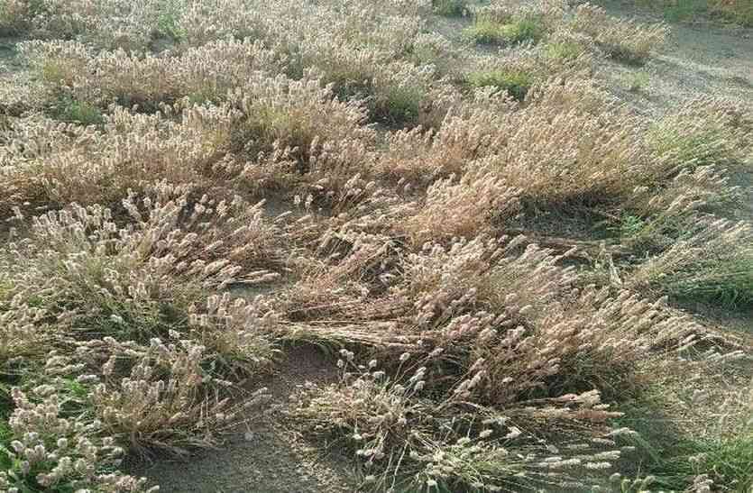 Jaisalmer patrika
