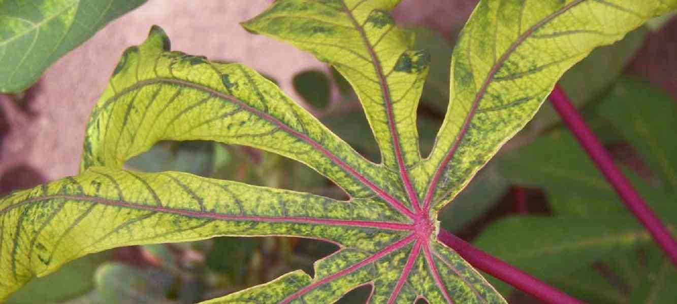 disease,liver,fruit,KIDNEY,profit,papaya,leaf,
