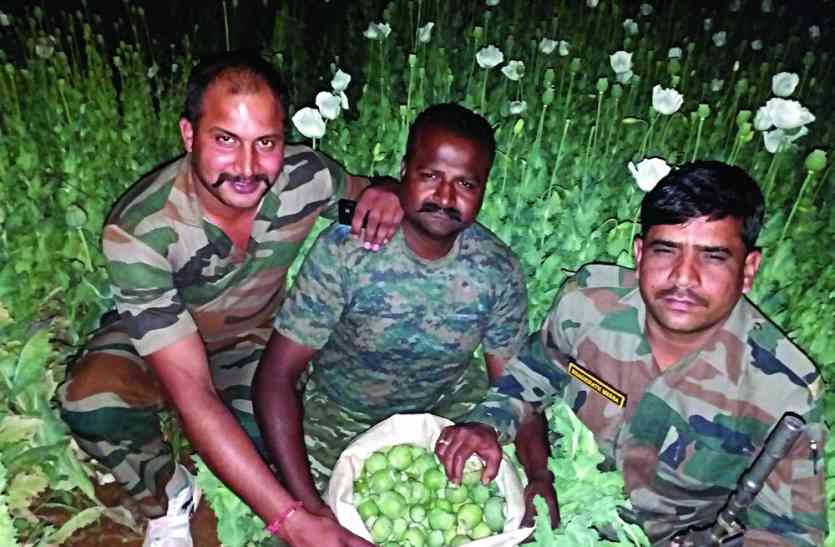 afeem ki kheti in india afeem ki kheti in Madhya Pradesh बड़ी खबर: खेत में लहलहा रही थी 50 लाख की अफीम, यहां पढ़ें अफीम माफिया के पूरे कारनामे