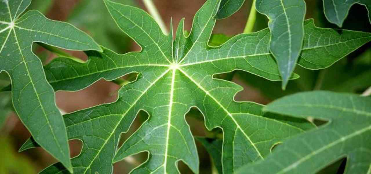 disease,liver,fruit,KIDNEY,profit,papaya,leaf,