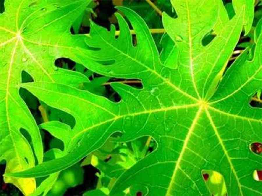 disease,liver,fruit,KIDNEY,profit,papaya,leaf,