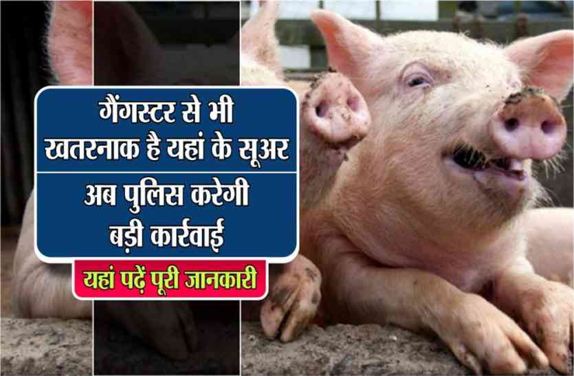 Police and Pig Problem in Madhya Pradesh गैंगस्टर से भी खतरनाक है यहां के सूअर, अब पुलिस करेगी बड़ी कार्रवाई, यहां पढ़ें पूरी खबर