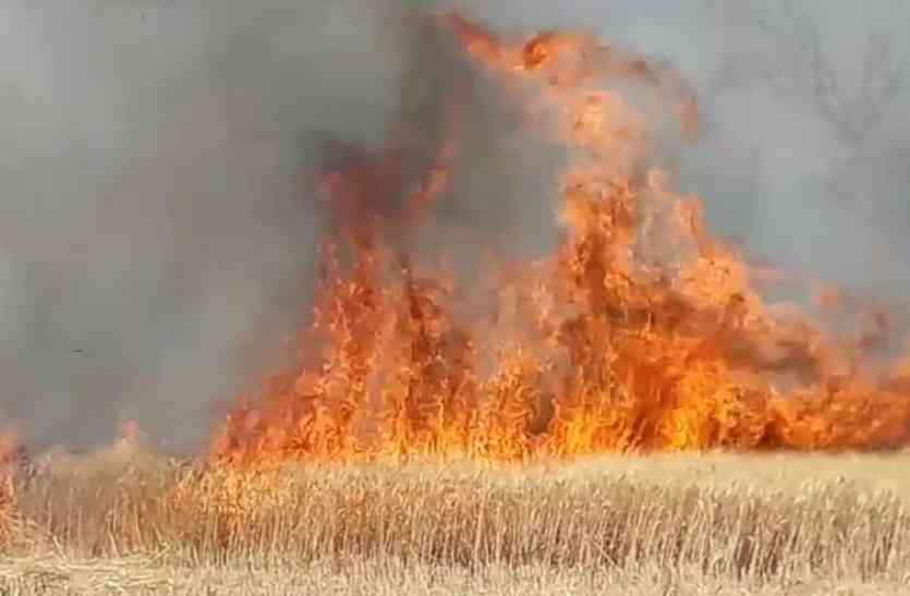 burning-27-acres-of-standing-wheat-crop-from-the-fire आग ने शुरू किया तांडव, 27 एकड़ की खड़ी गेहूं की फसल जलकर खाक
