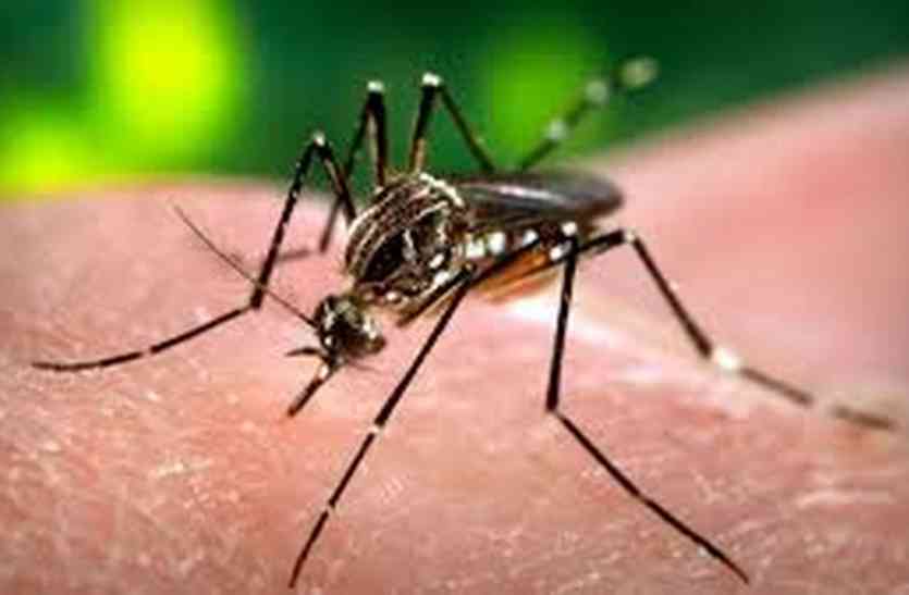 effective control of mosquitoes मच्छरों की फैक्ट्रियां बद करवाएगी एंटी लार्वा स्क्वायड