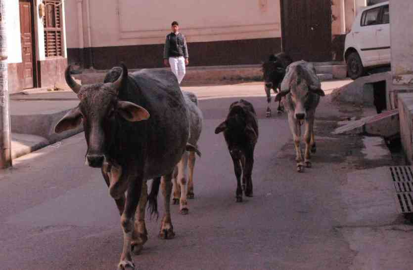 file photo पशुओं से निजात नहीं मिली तो फिर कोर्ट की दस्तक